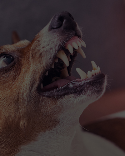 Dog-Bite